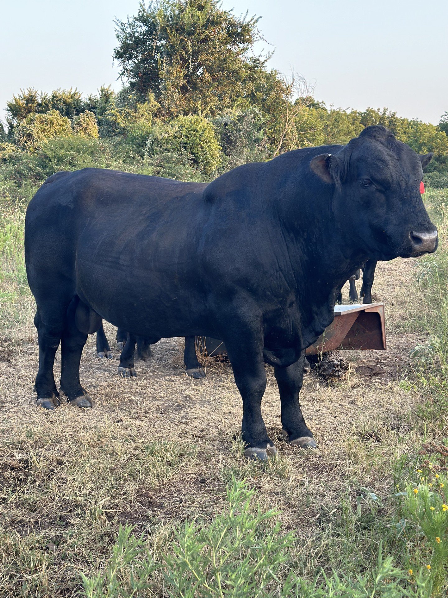 Bull For Hire
