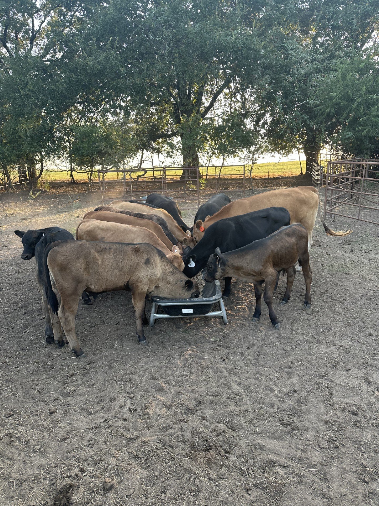 SOLD Heifers and Bulls for Sale