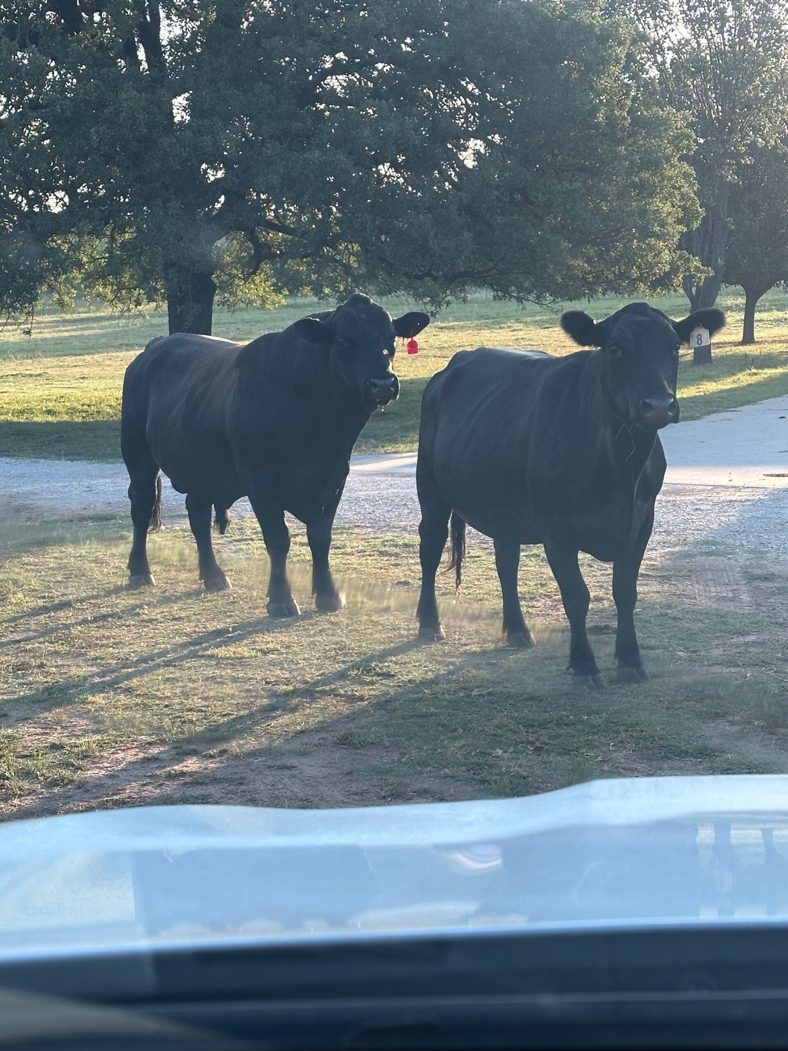 Two Black angus Cows, exposed to brangus bull, not confirmed