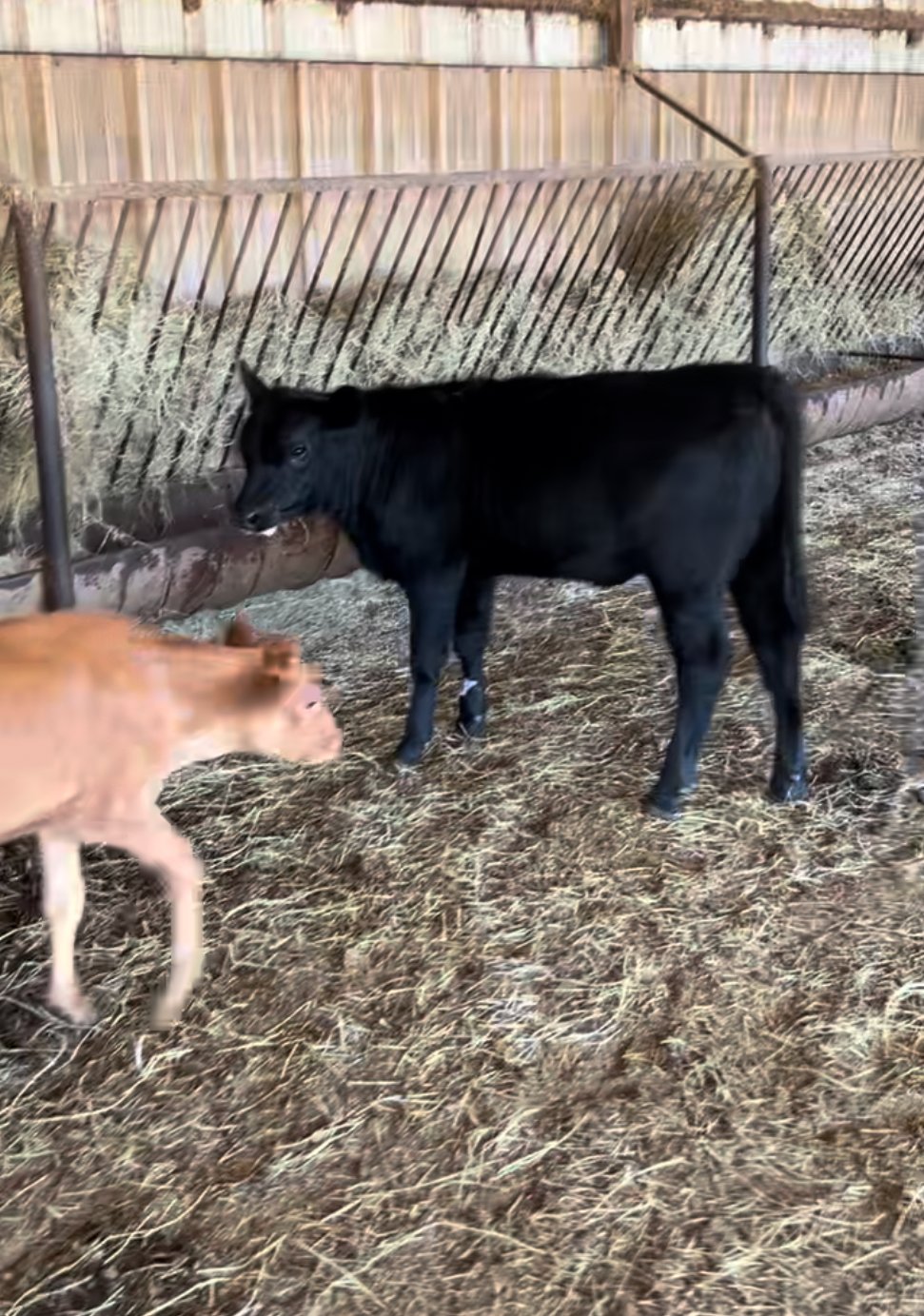 SOLD Heifers available Four Black and one Red