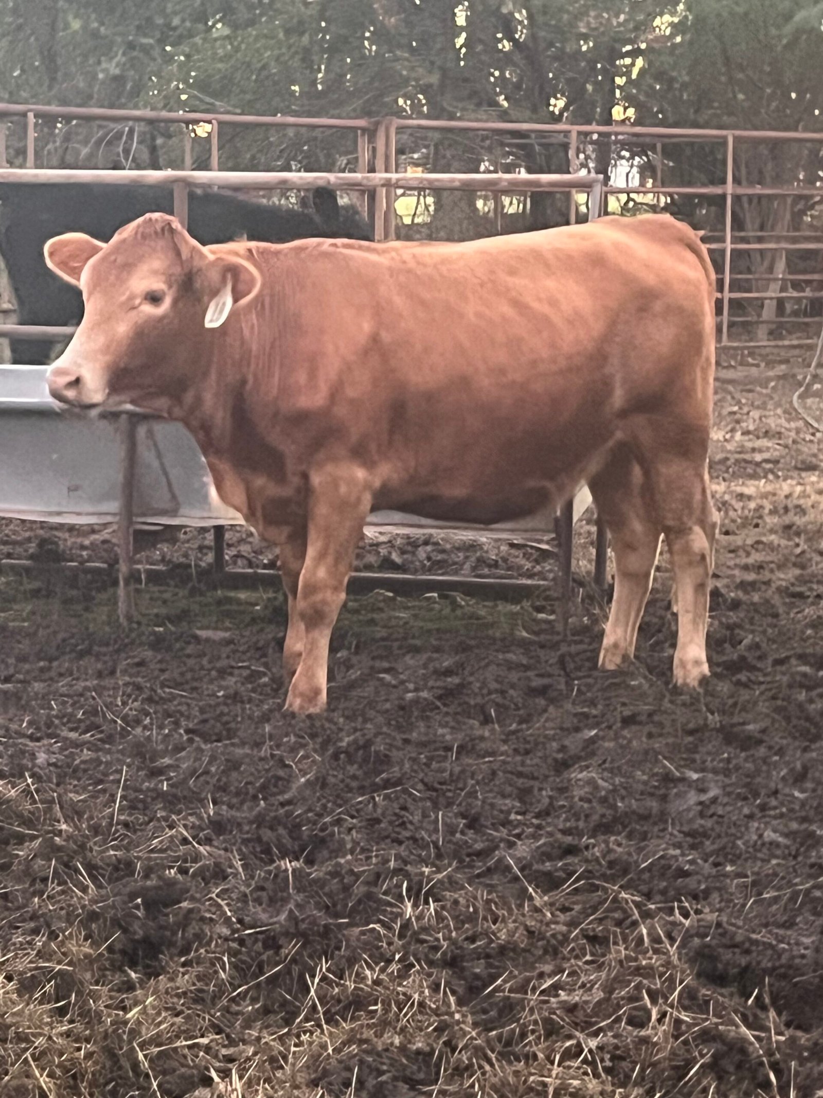 SOLD Char/Cross Heifer