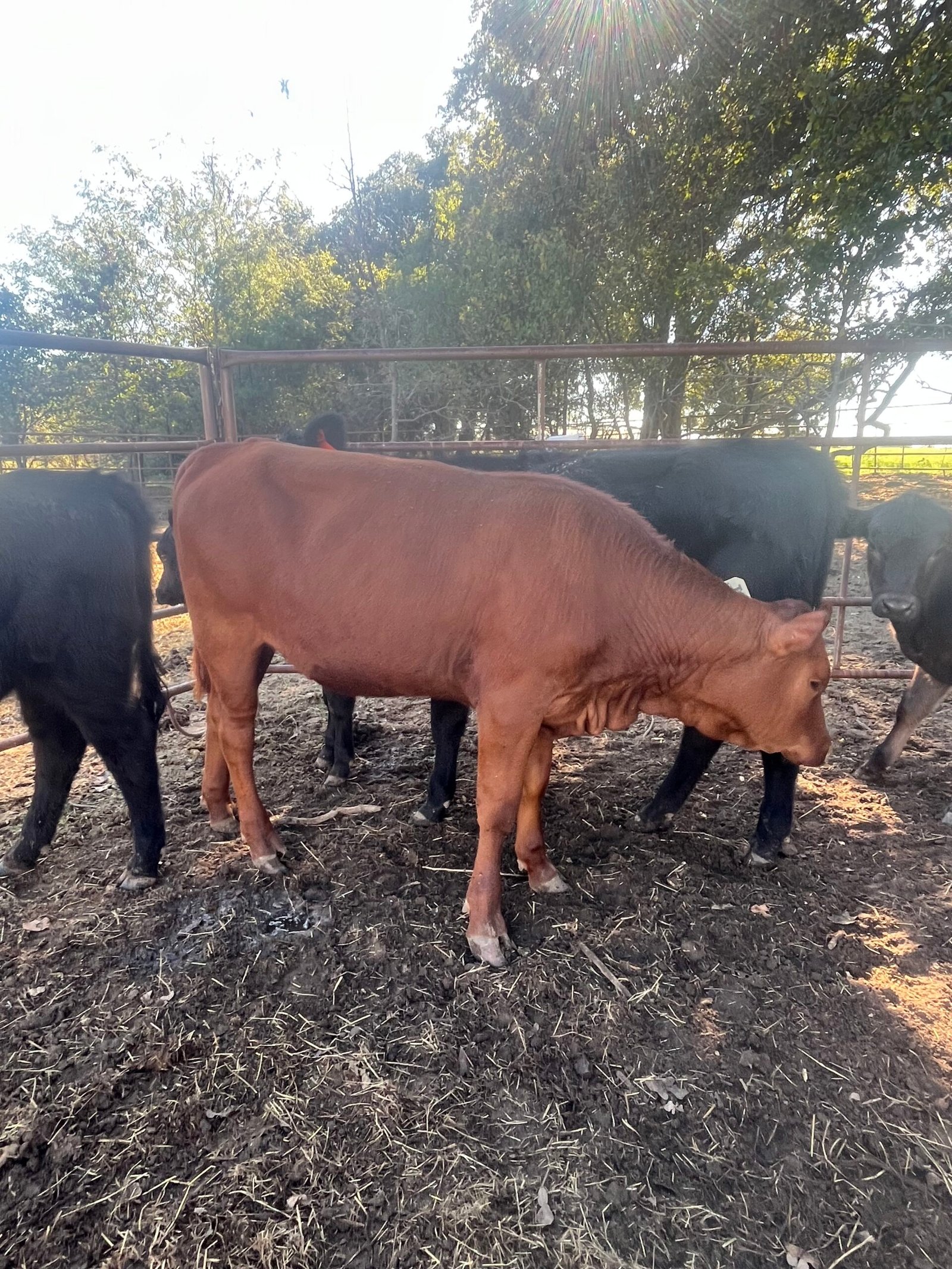 SOLD Santa Gertrudis Heifer