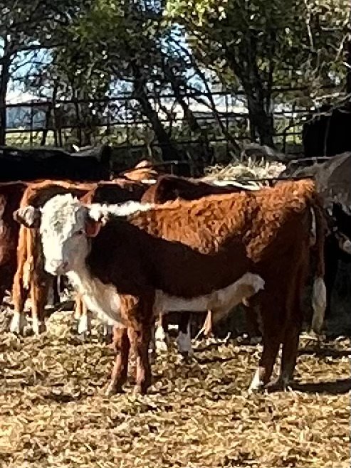 SOLD Hereford calves, bulls steers and heifers