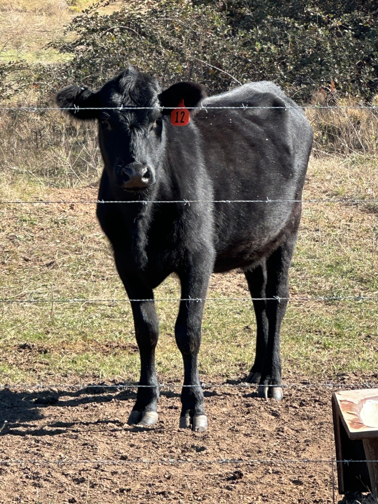 Bred Angus Heifer