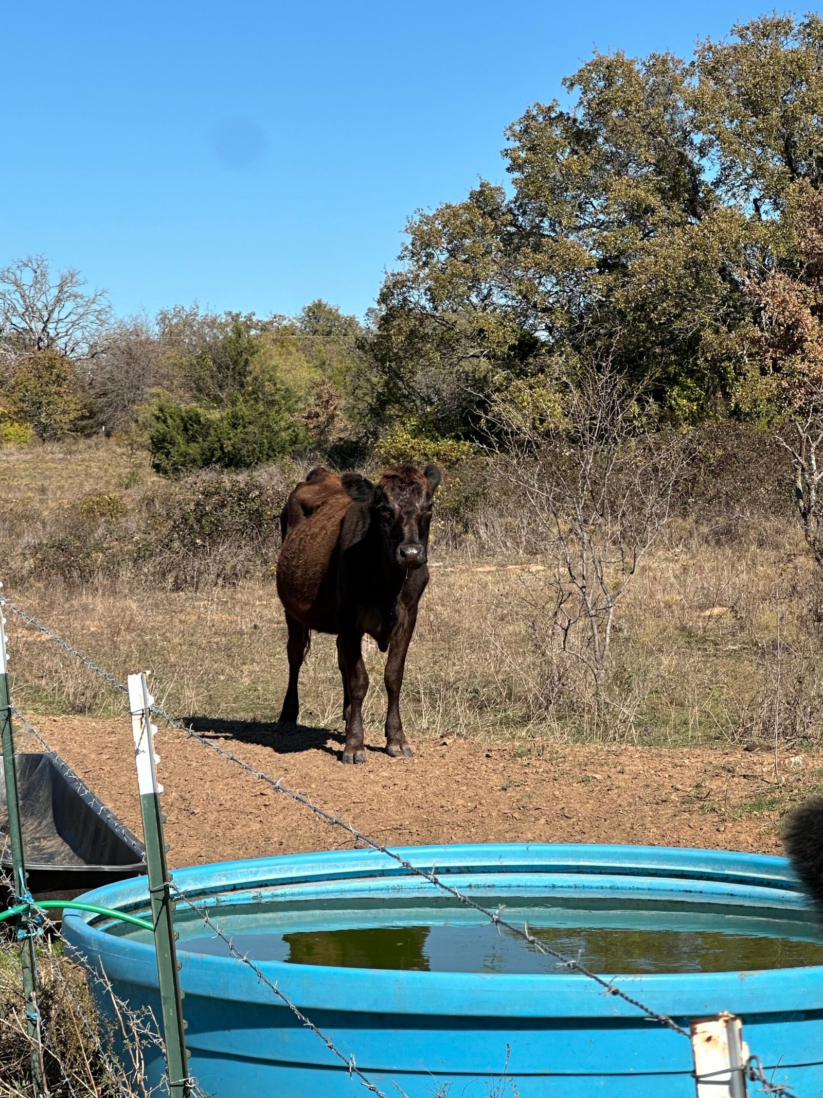 3 year old Bred Angus cross cow