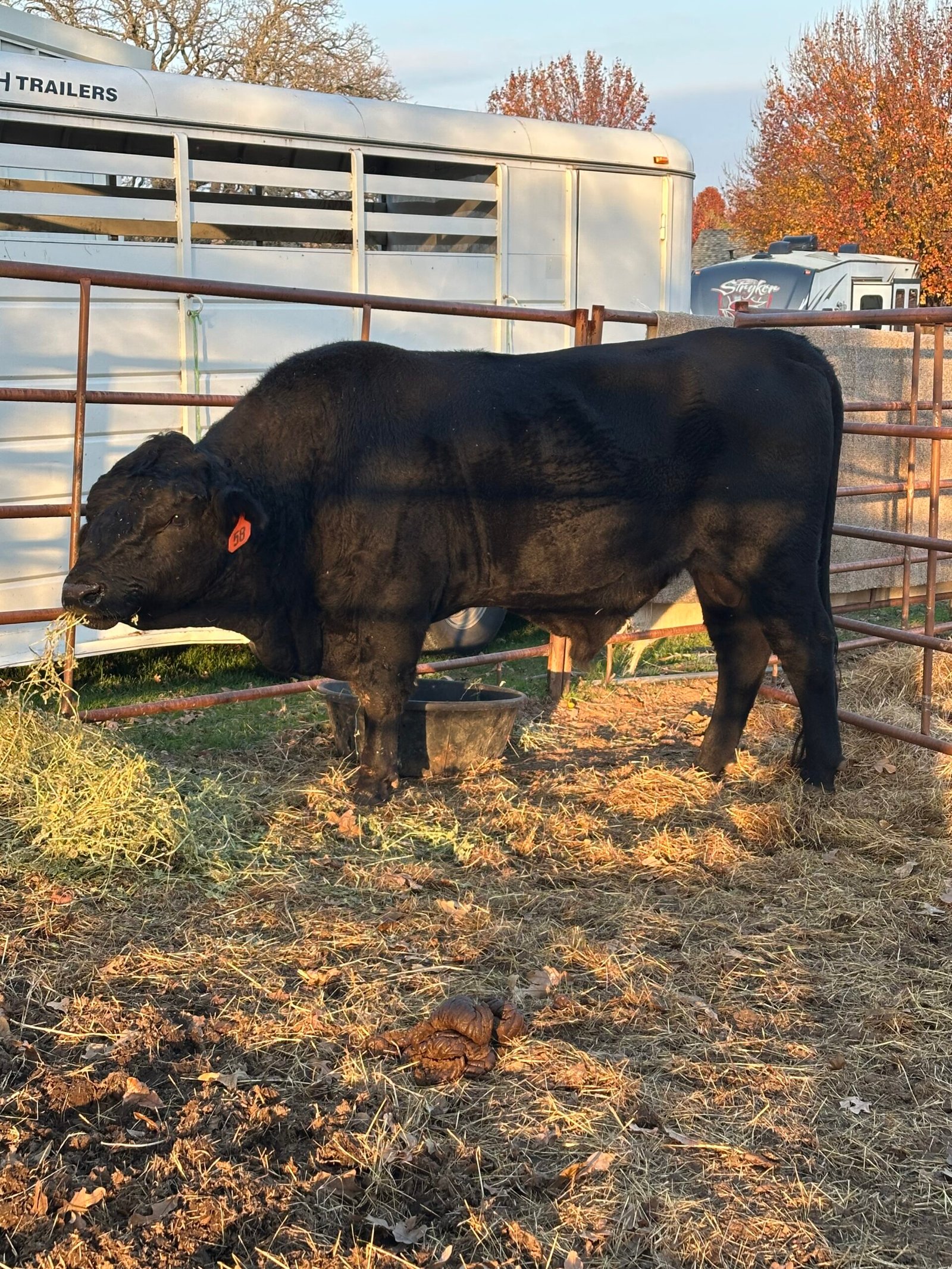 Angus Bull for lease