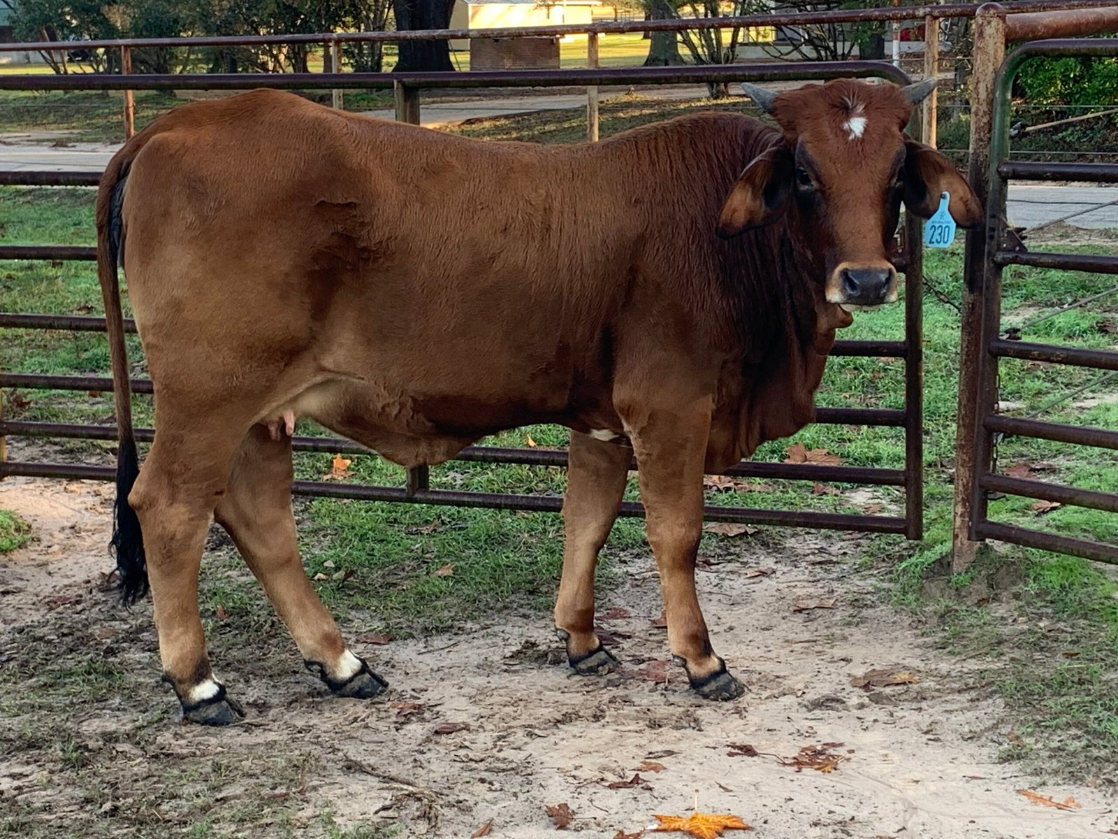 Brahman/ Beef master Heifer