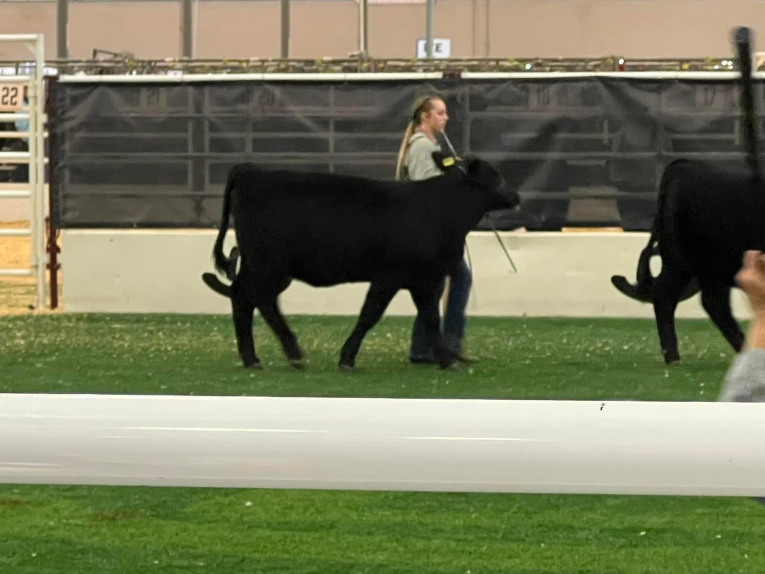 Heavy bred registered Brangus heifer May 2023 model