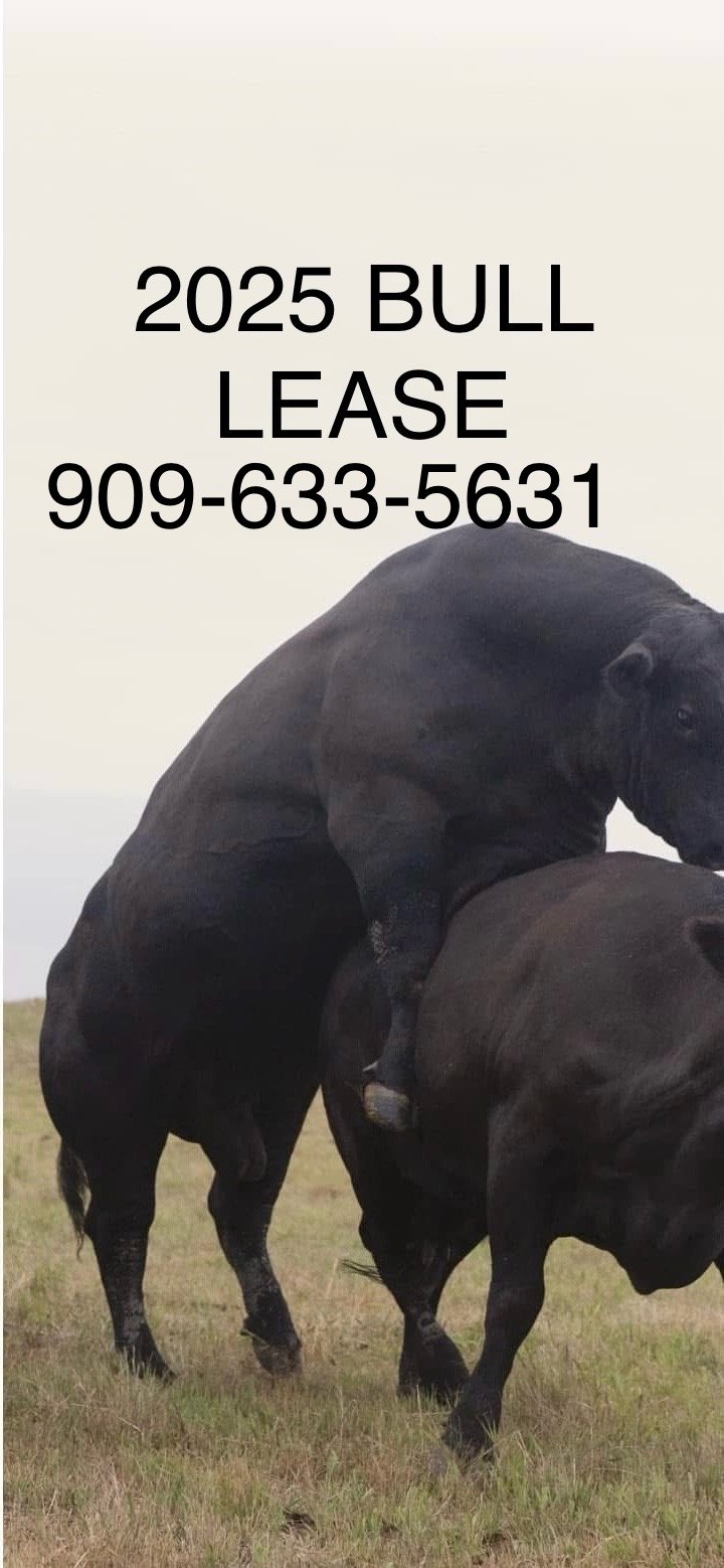 Bulls for lease or purchase