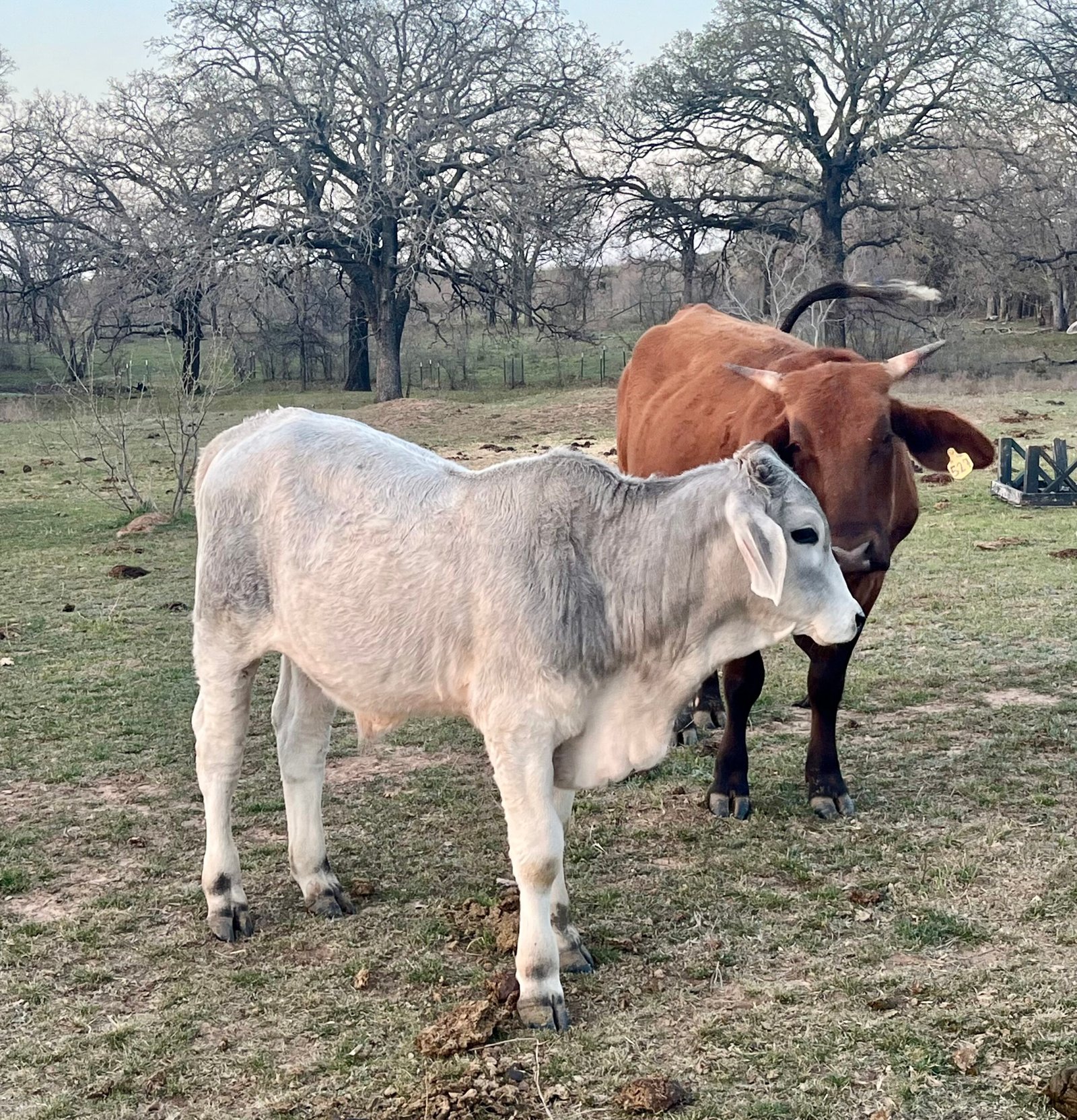 Brahman Bull Calves