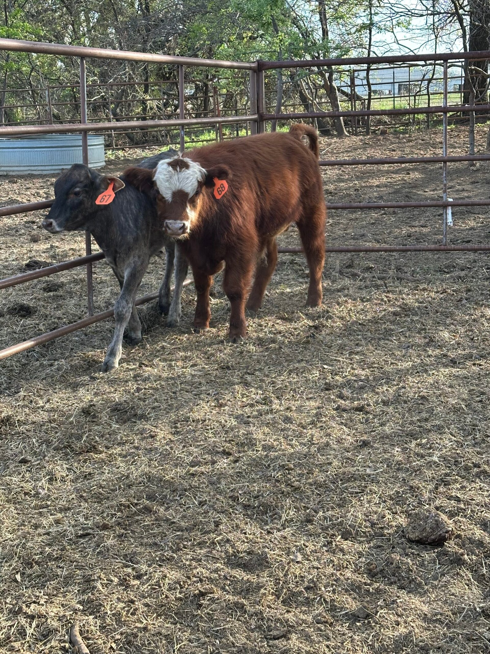Red white face Bull calf