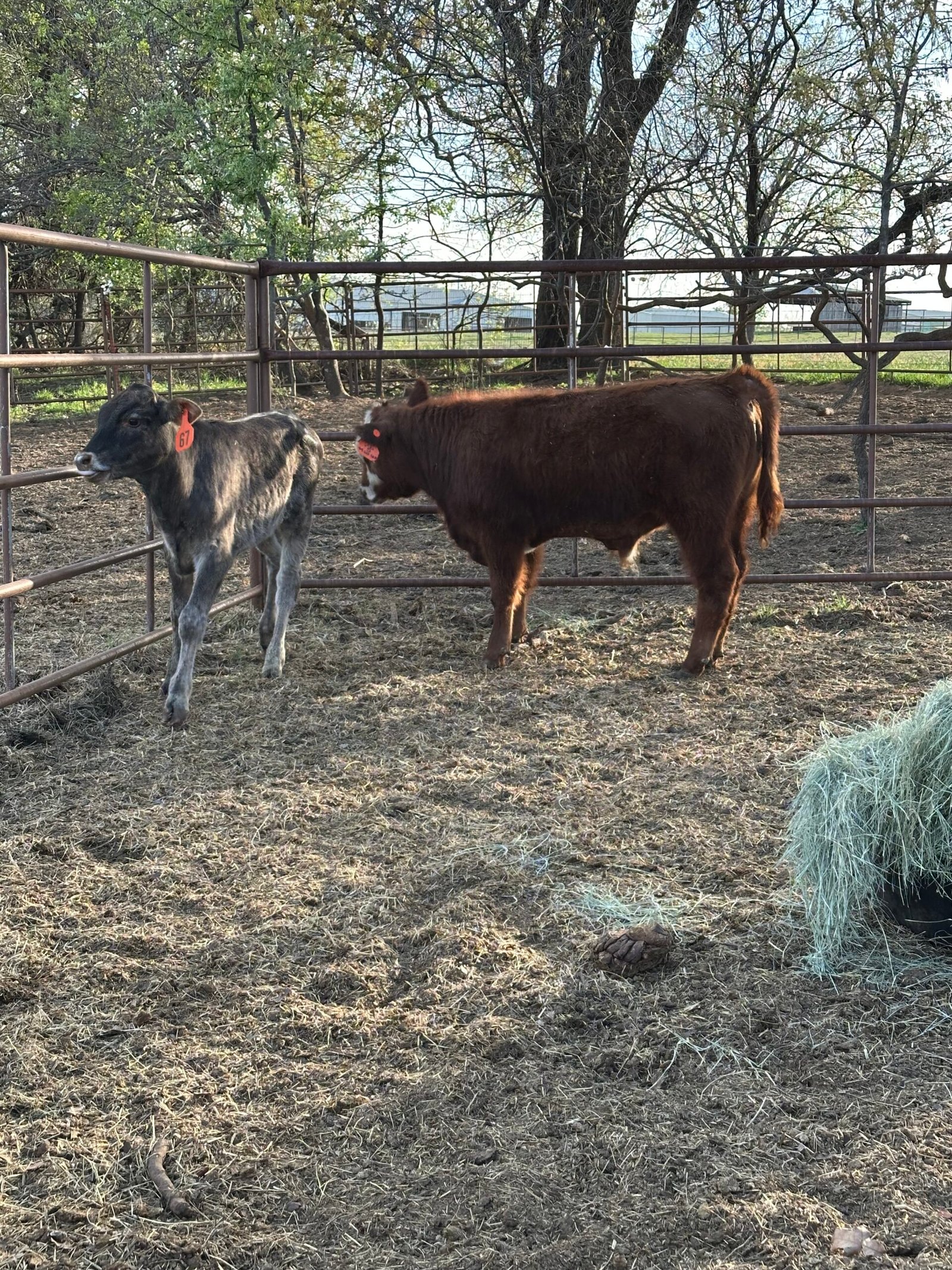 Tiger strip calf
