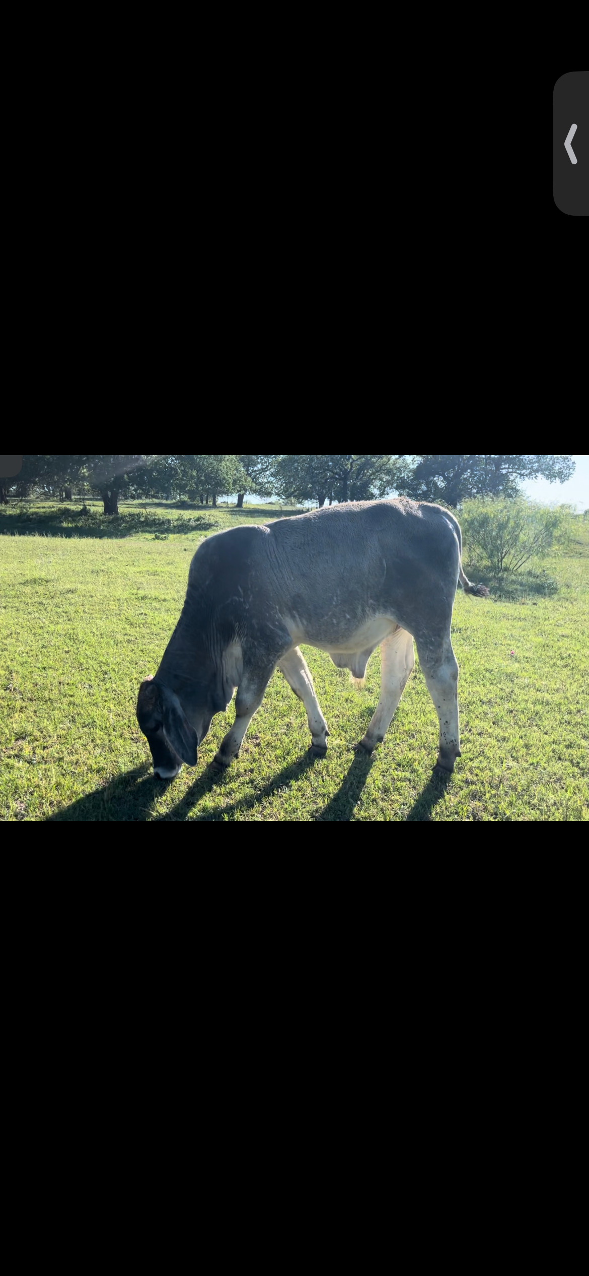 Brangus/Brammer Bullcalf