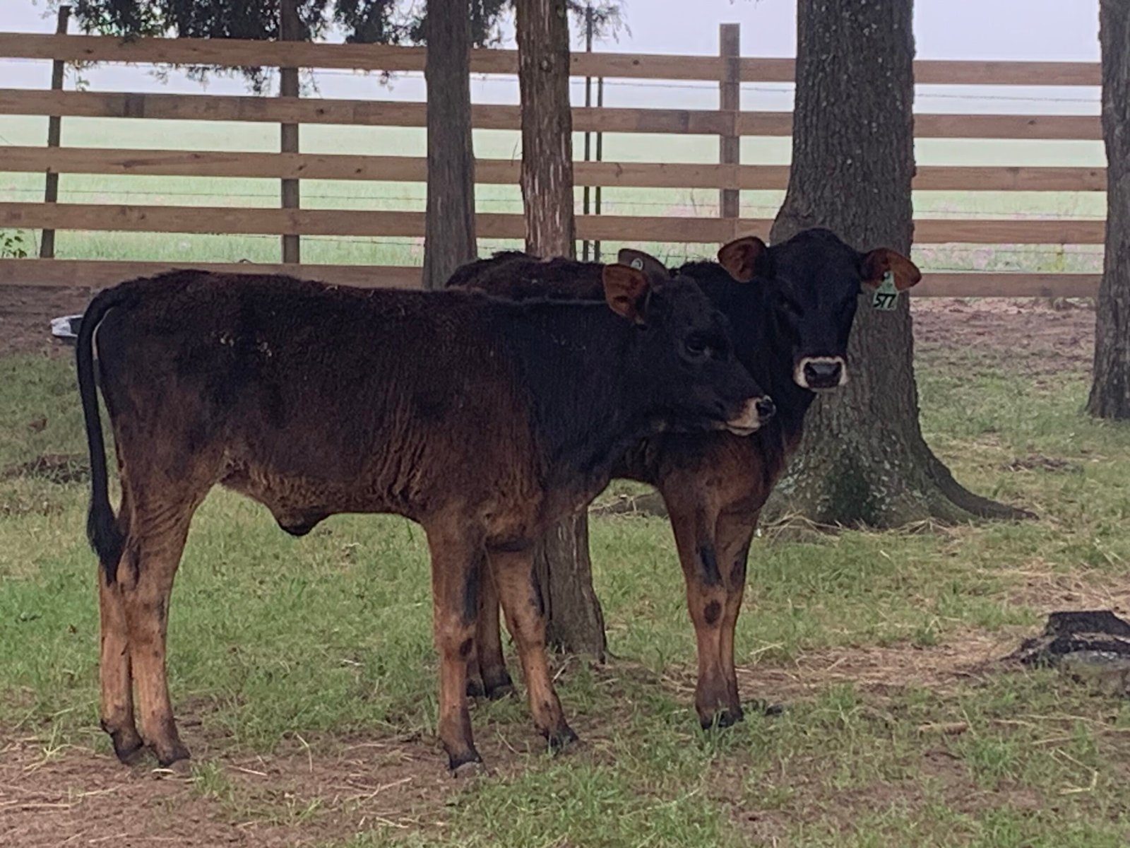 Weaned Heifers