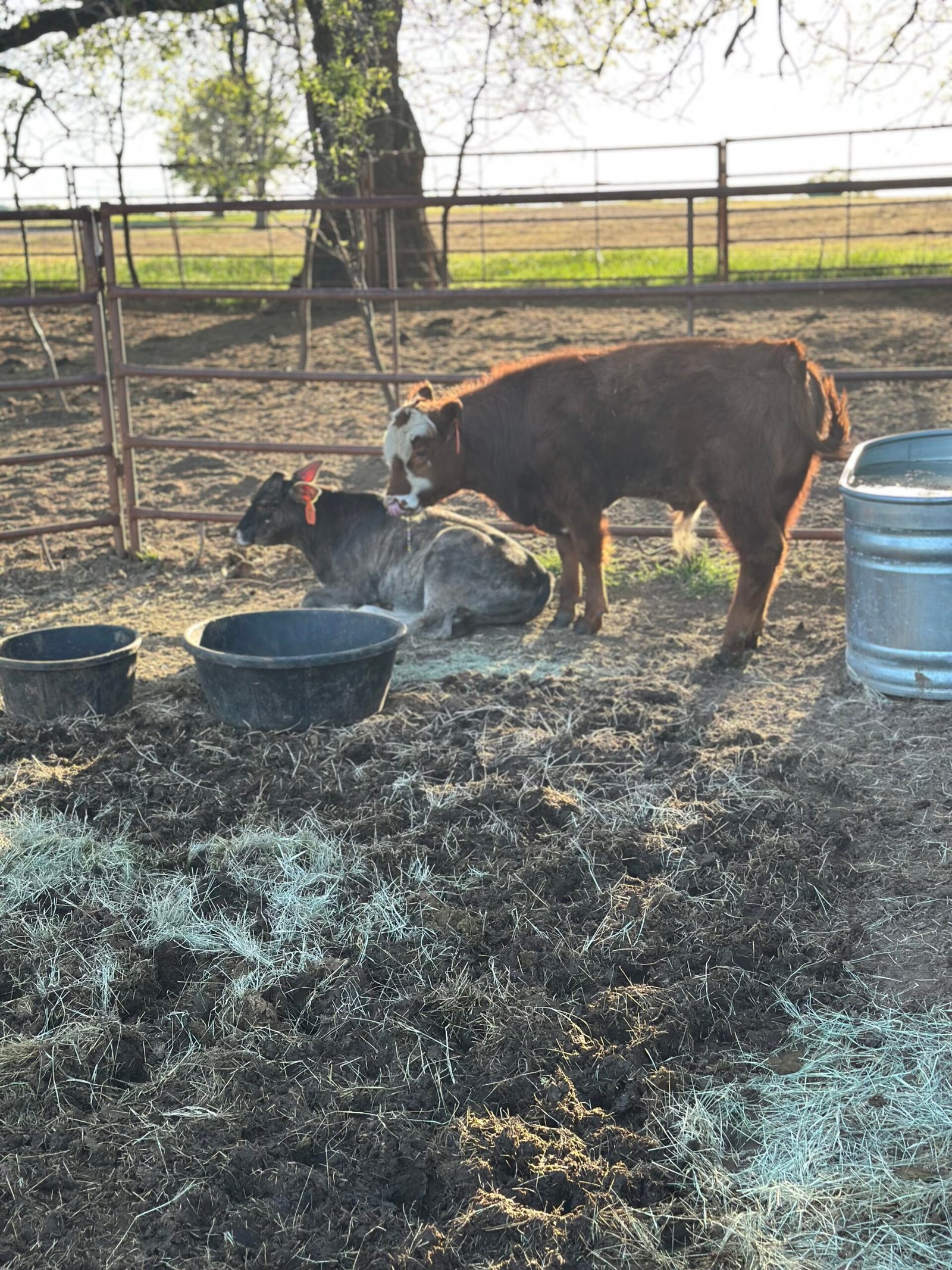 Bull calves
