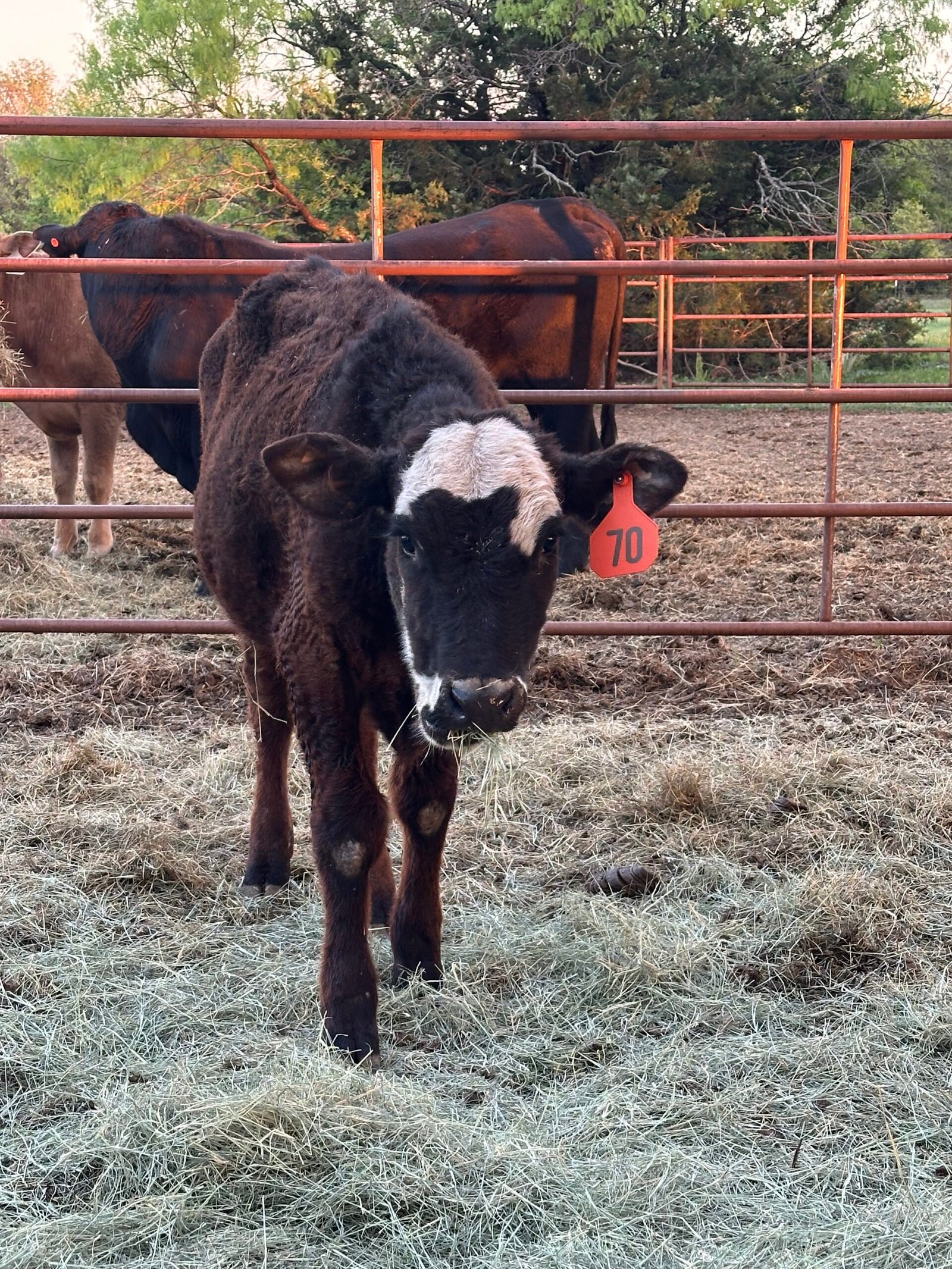 Black white/ Motley Face heifer calf 300 pounds