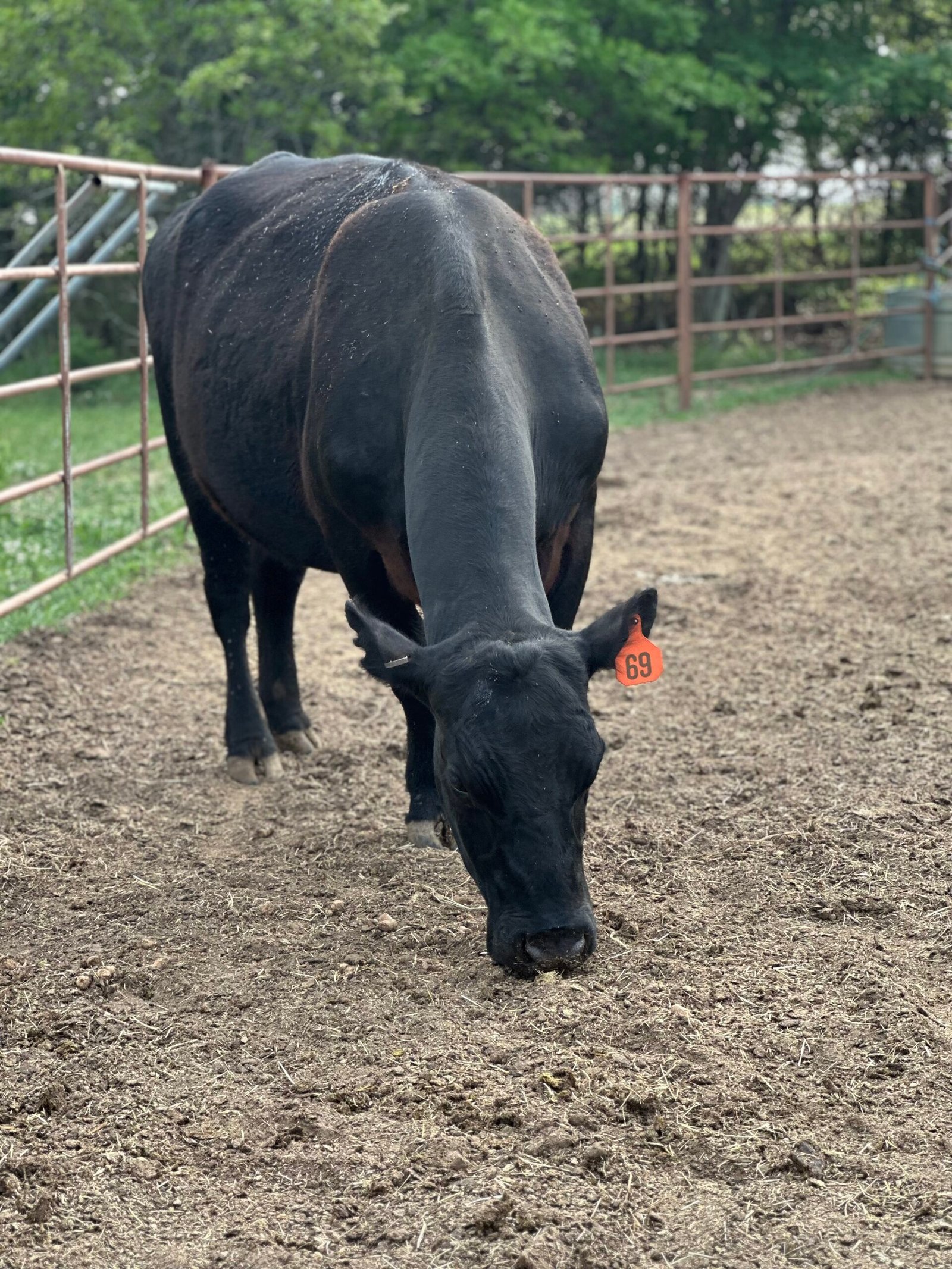 6 month bred Angus Cow 12-1300 pounds