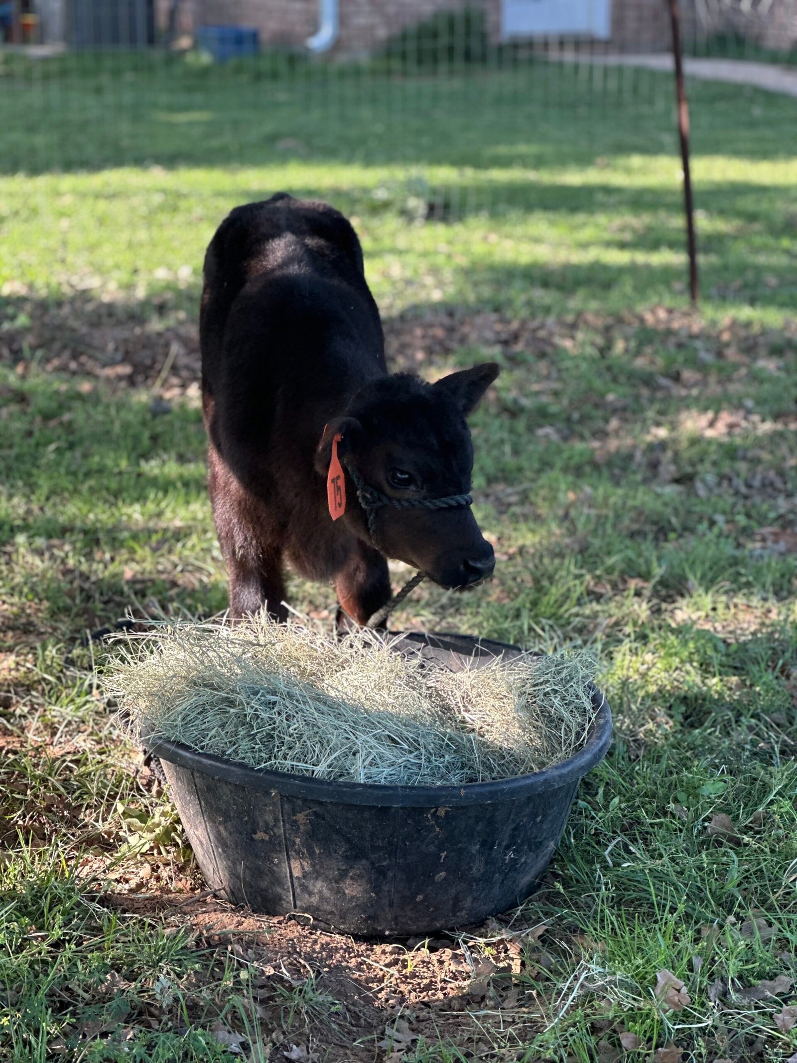 Angus calves a bull and heifer available
