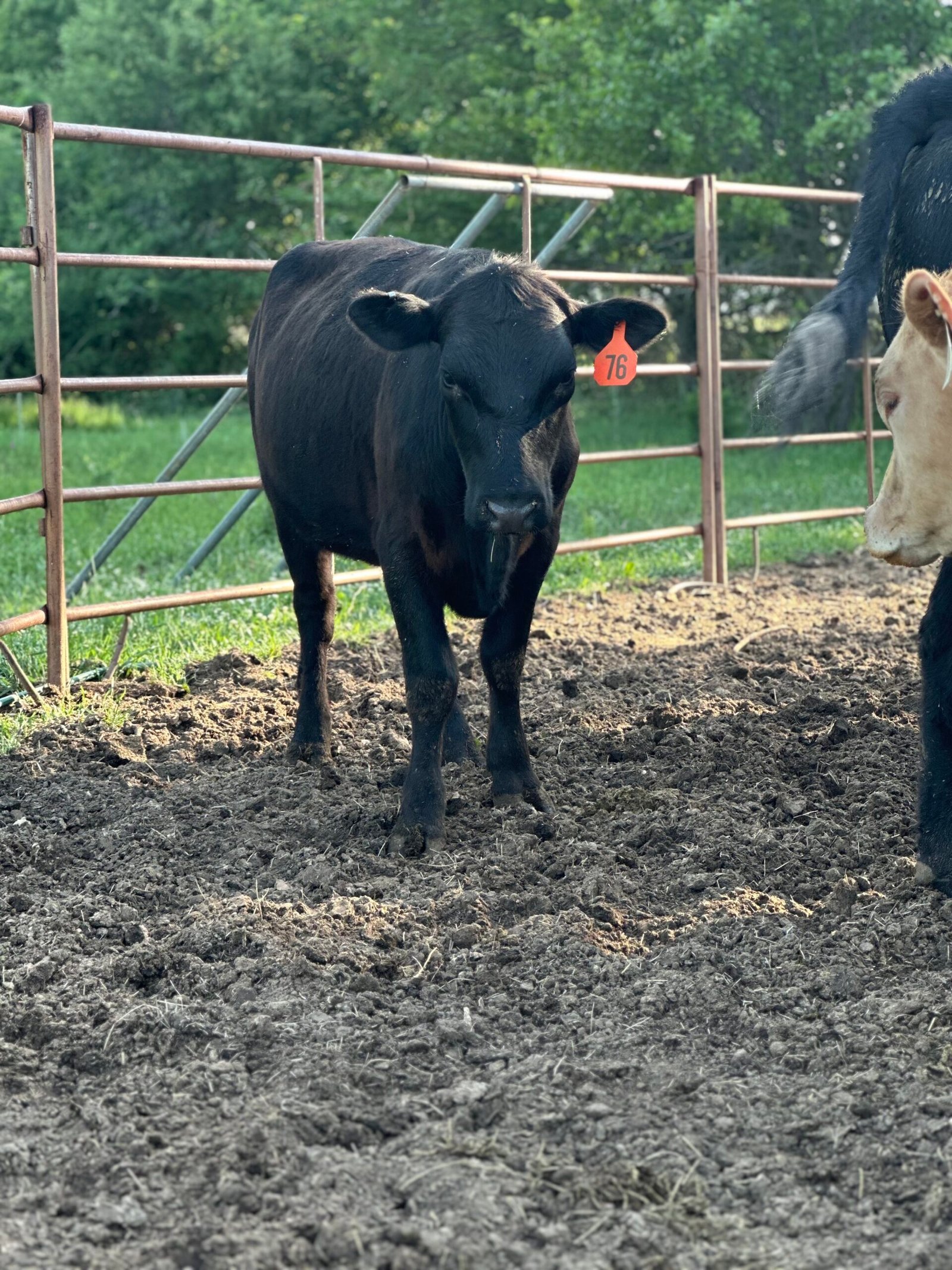 Bred heifers