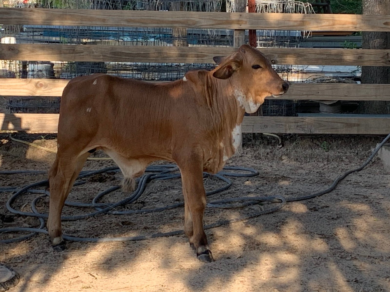 Weaned Calves
