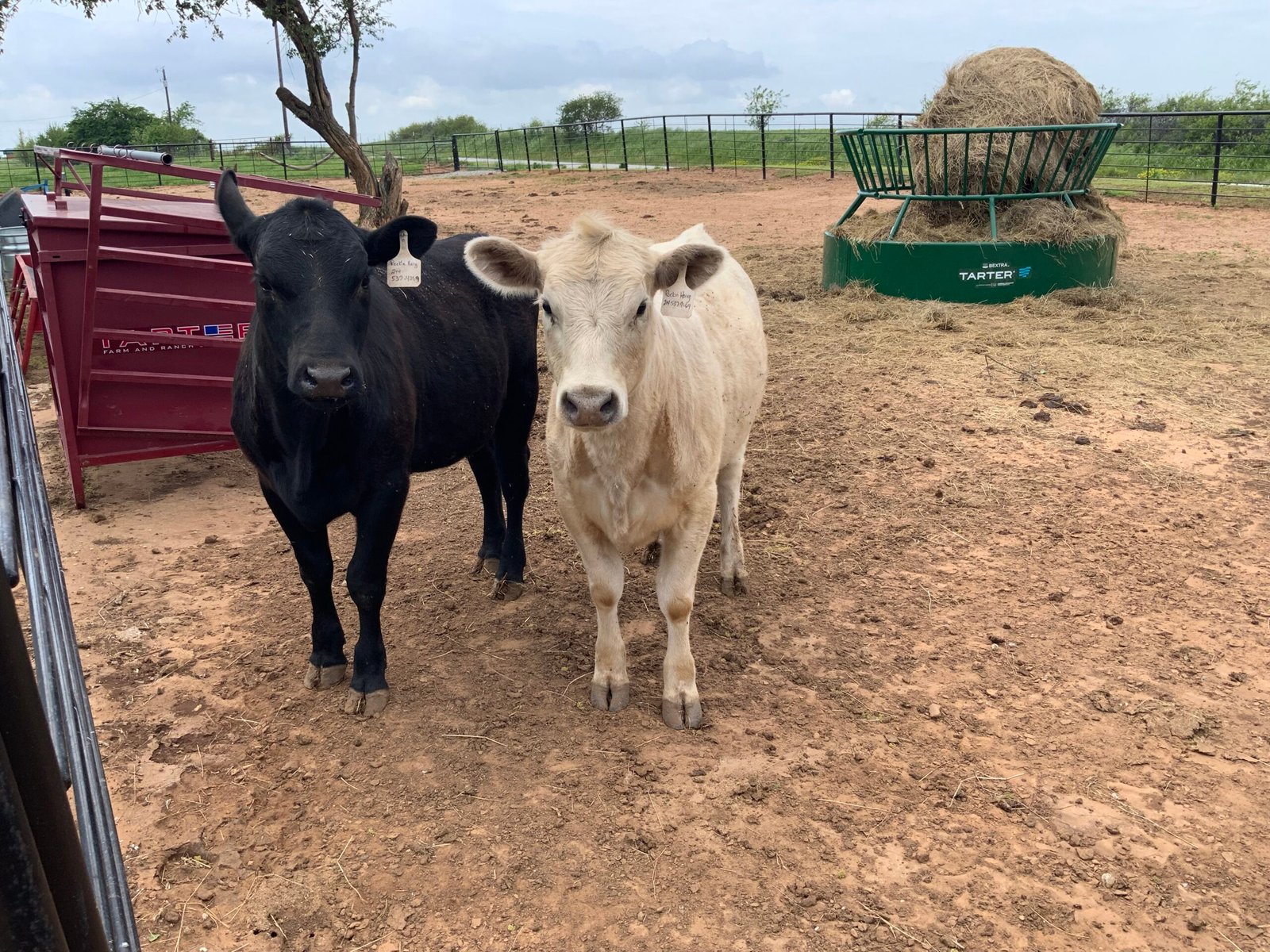 2 – 1 year old Heifer Calves