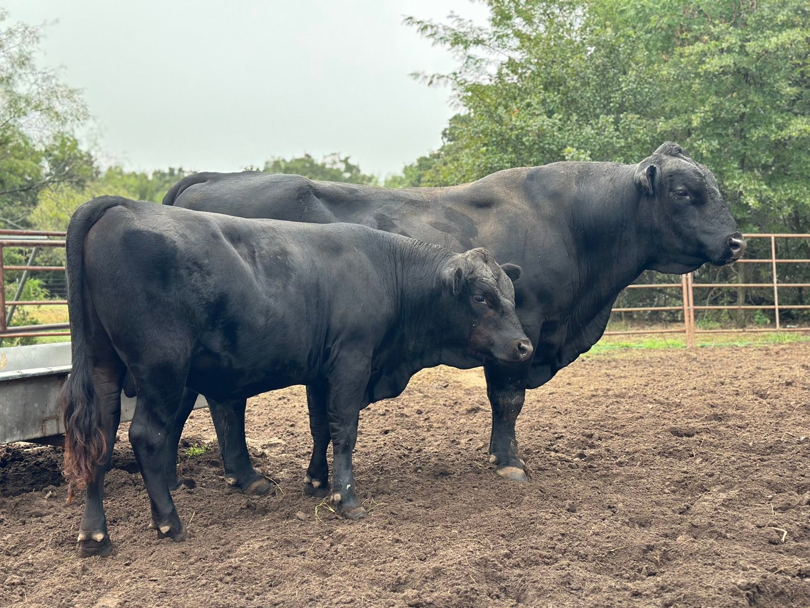 Bull for lease Decatur Texas