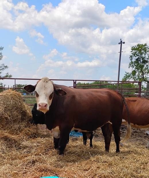 Bull for lease Decatur Texas
