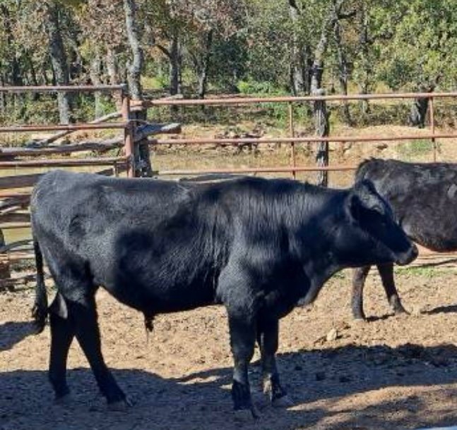 9 month old Angus Bull calf