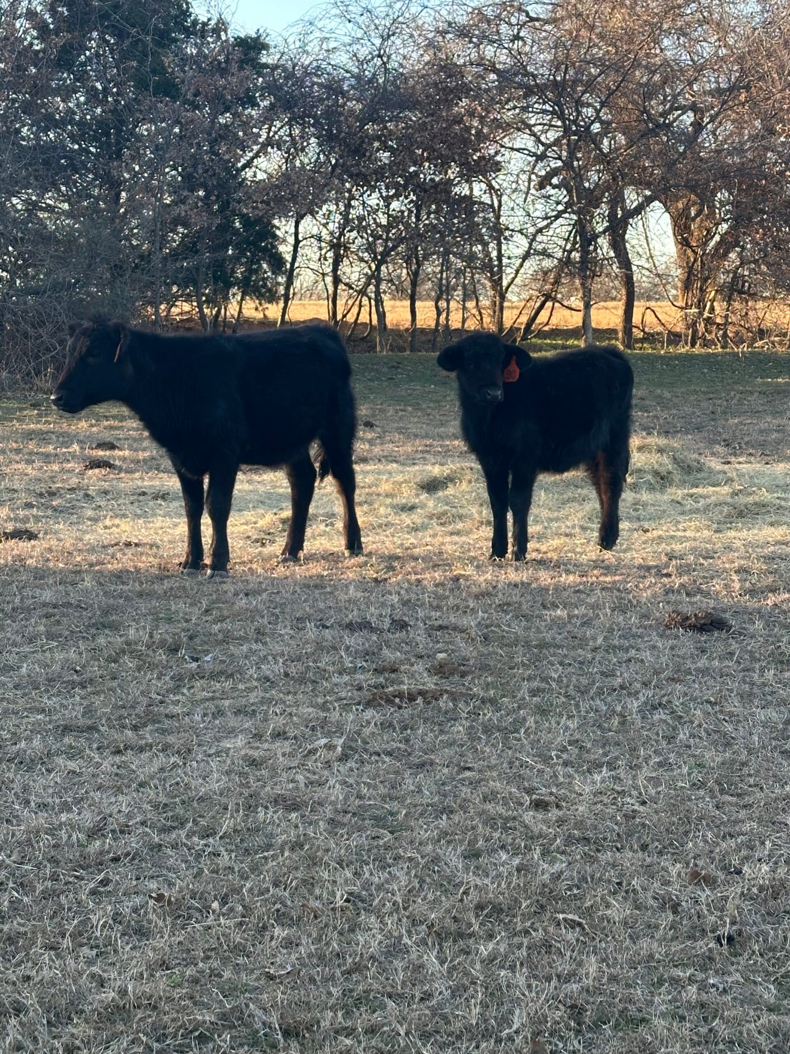 Black Angus Heifers