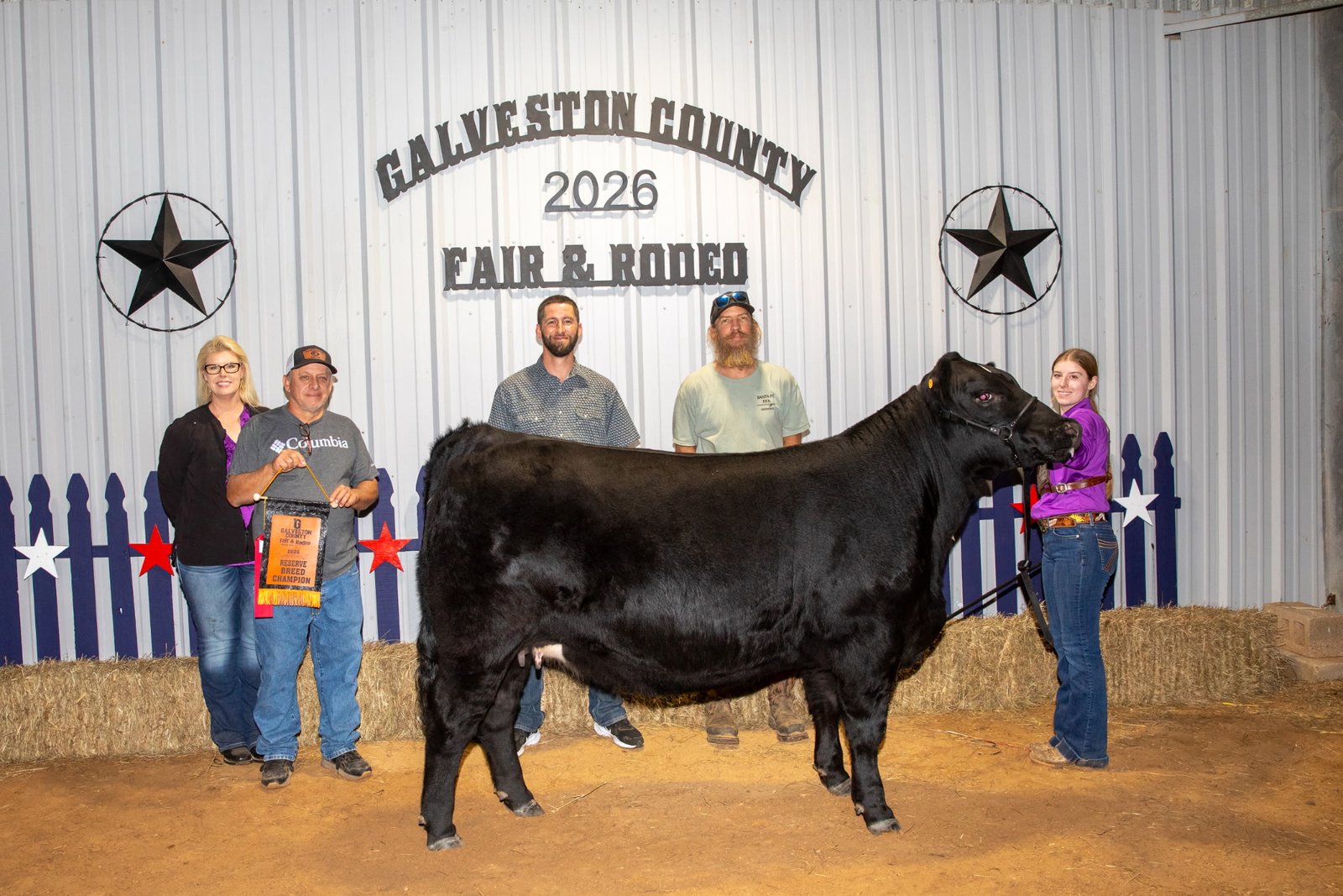 18 month old bred SimAngus heifer