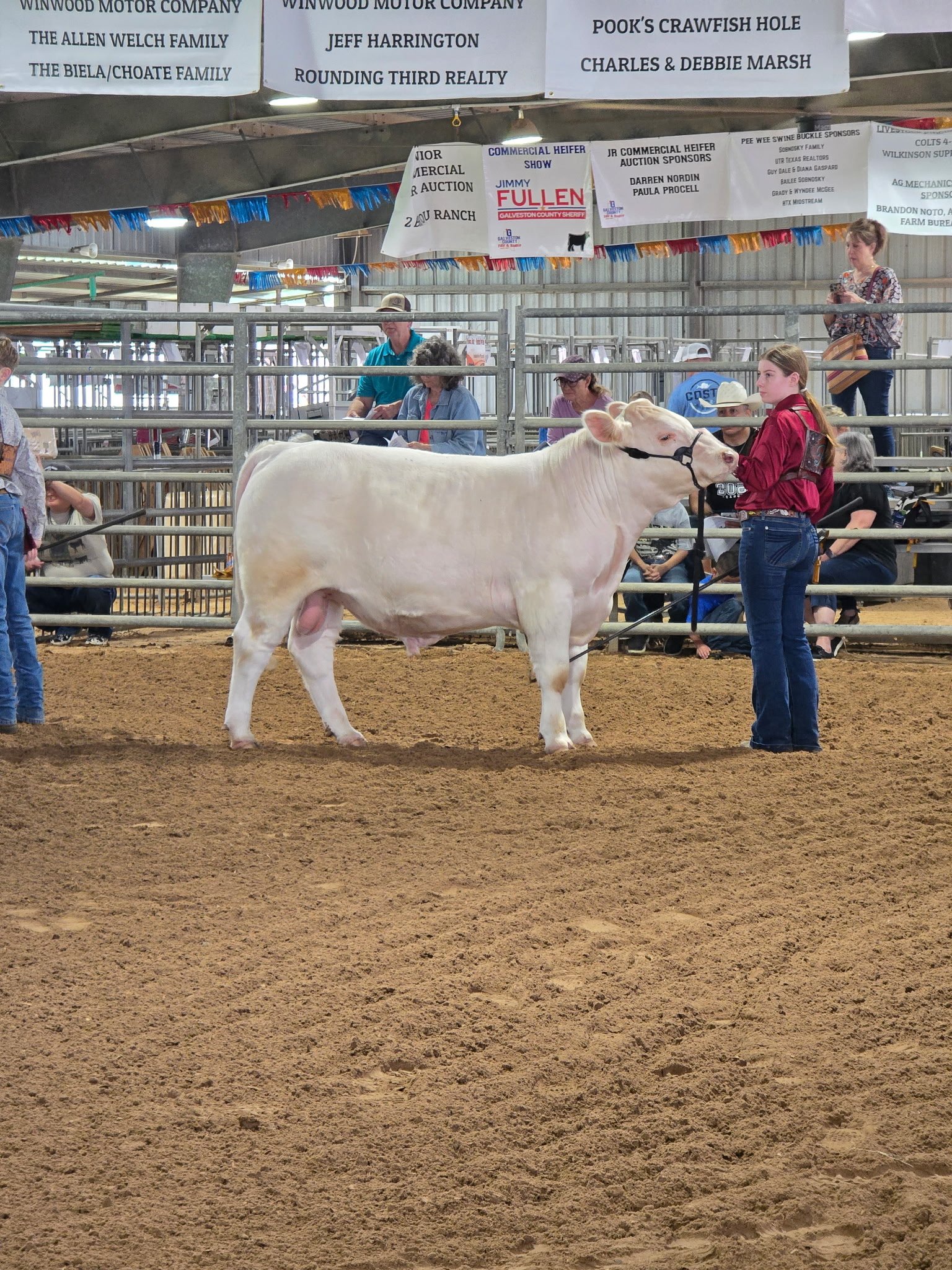 2 year old heifer safe charolias bull