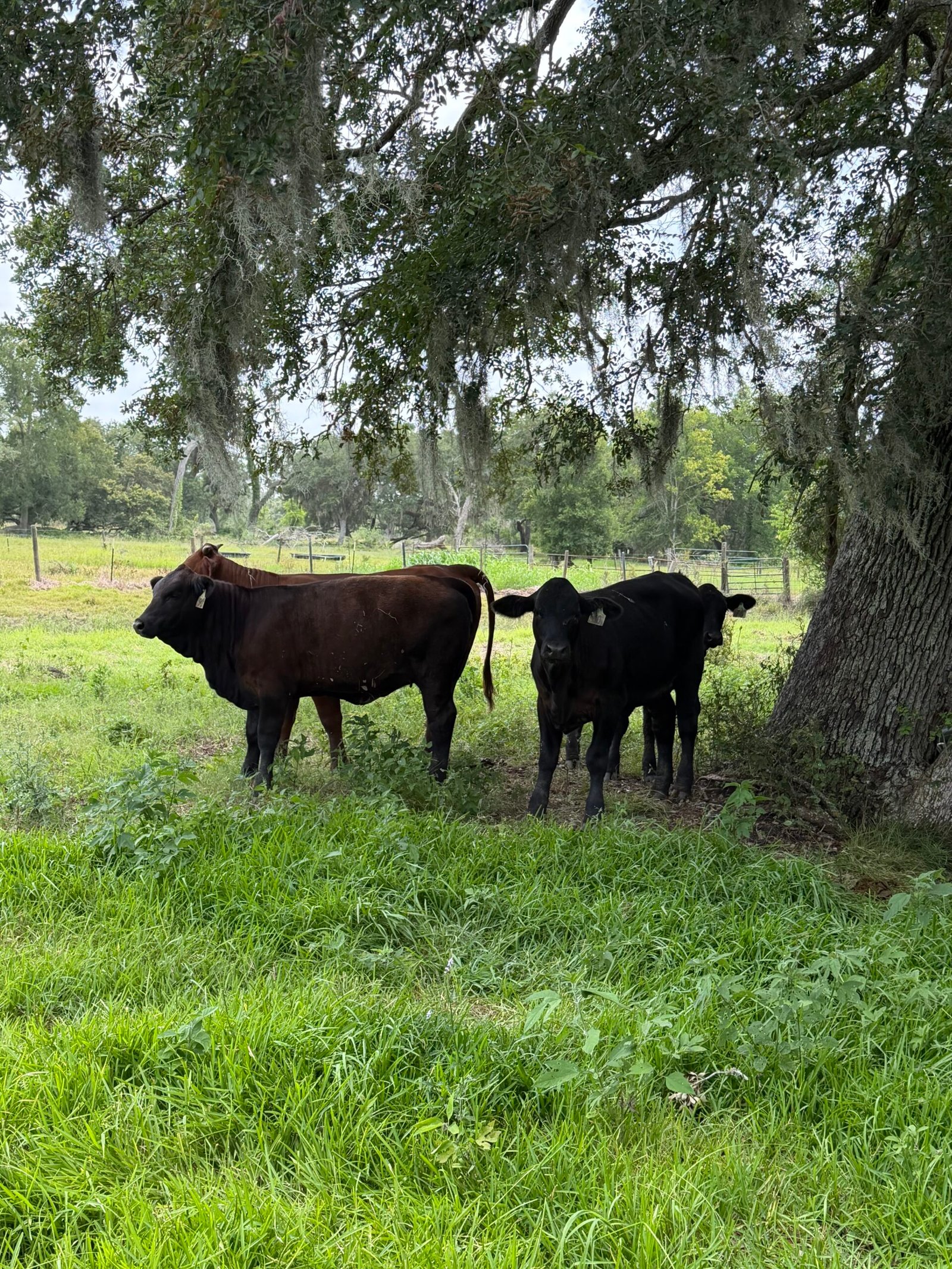 Angus x Beefmaster Heifers