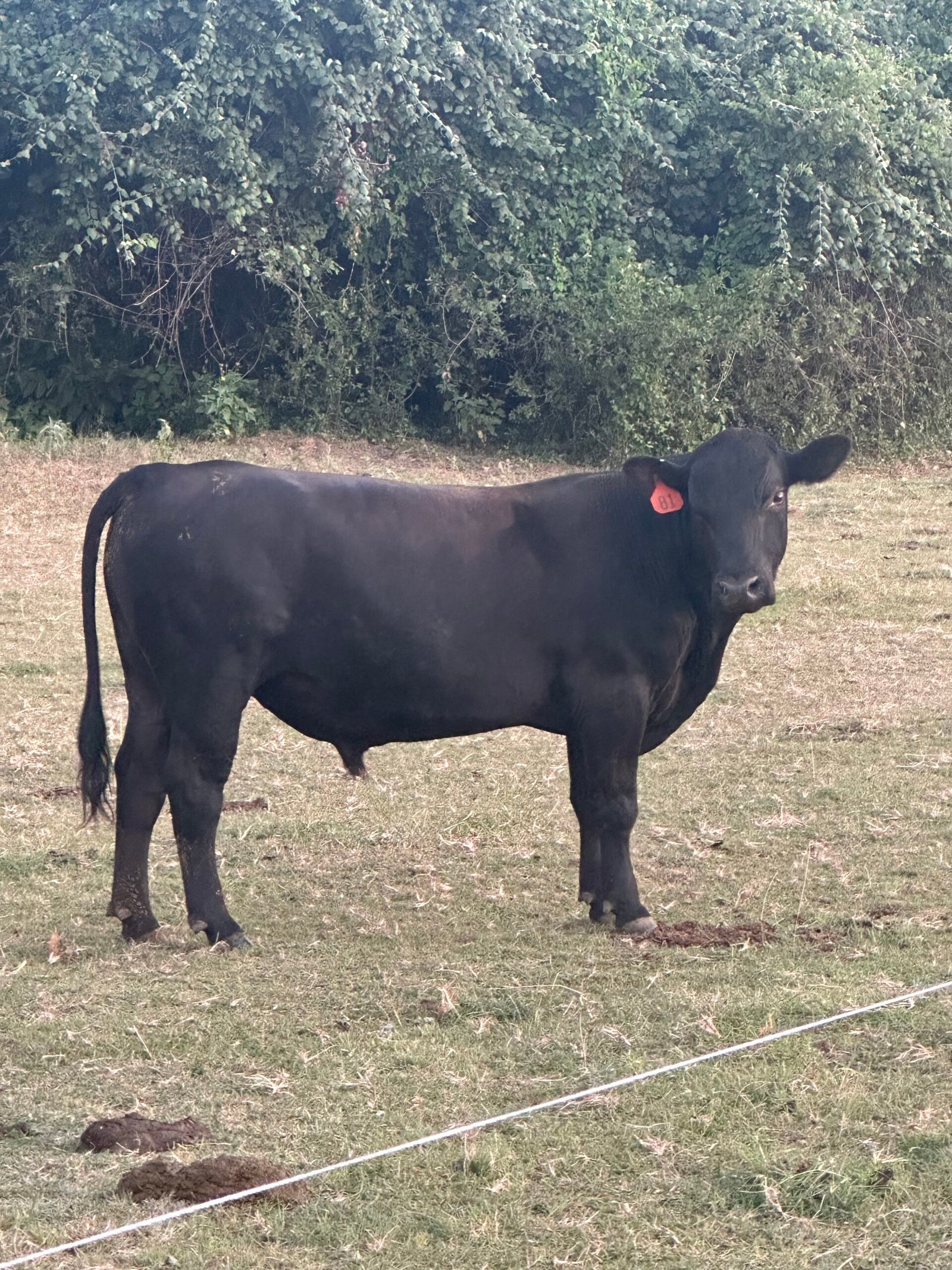 2 year old Black Angus Bull